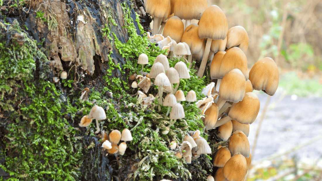 5 Mighty Mushrooms Unite: Introducing the Matrix Mushroom Blend