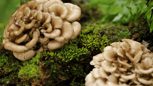Unlock the Power of Maitake Mushrooms with Healed Plus' Premium 500mg Capsules
