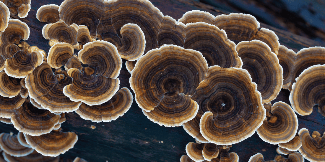 Discover the incredible power of Turkey Tail mushrooms